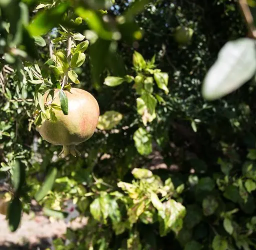 Rodia & Appartamento *